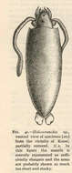 Image of Oegopsida d'Orbigny 1845