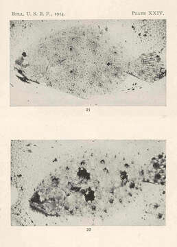 Plancia ëd Paralichthyidae