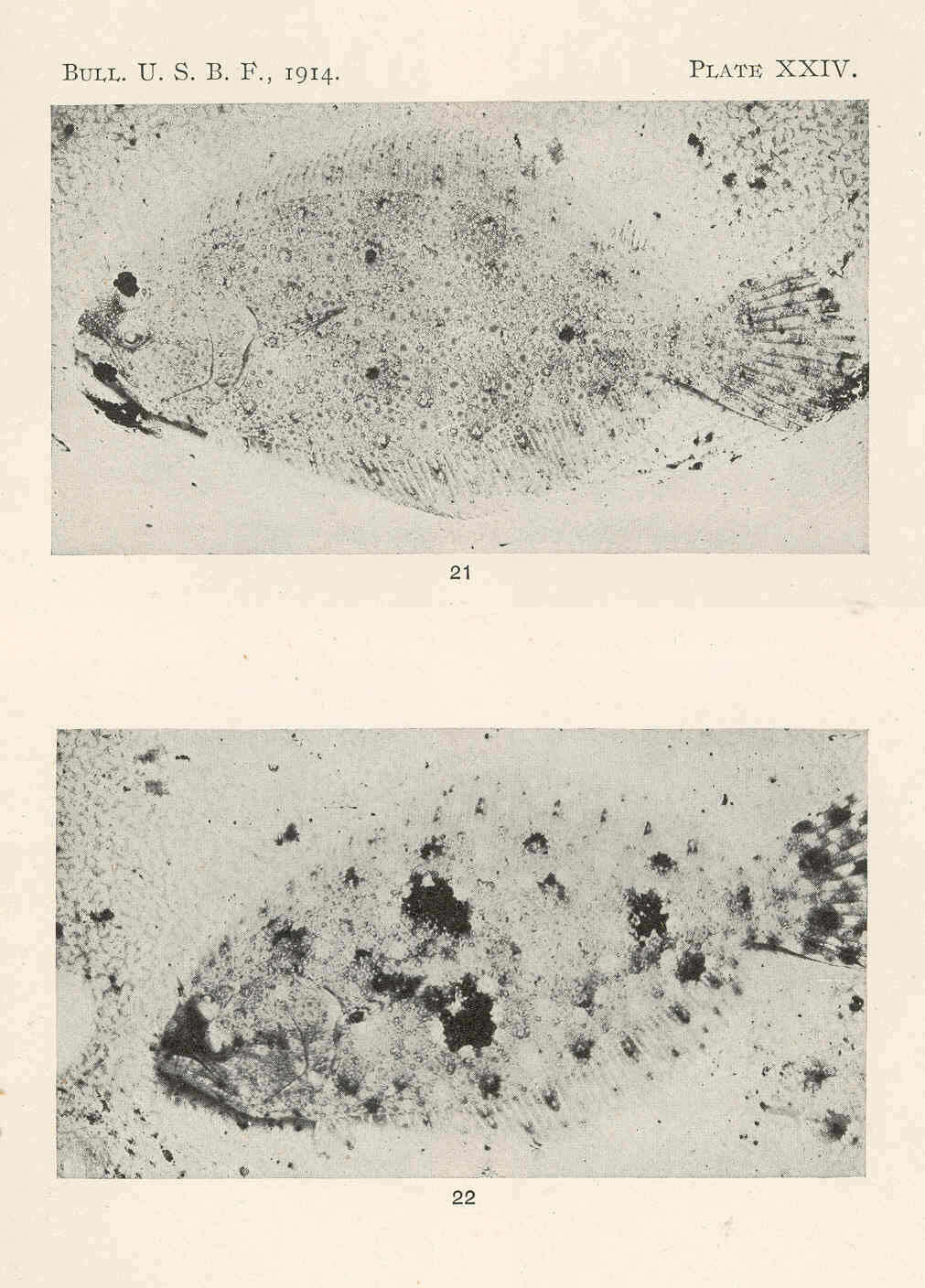 Plancia ëd Paralichthyidae