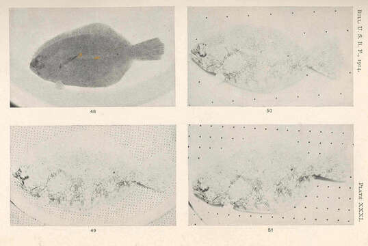 Plancia ëd Paralichthyidae