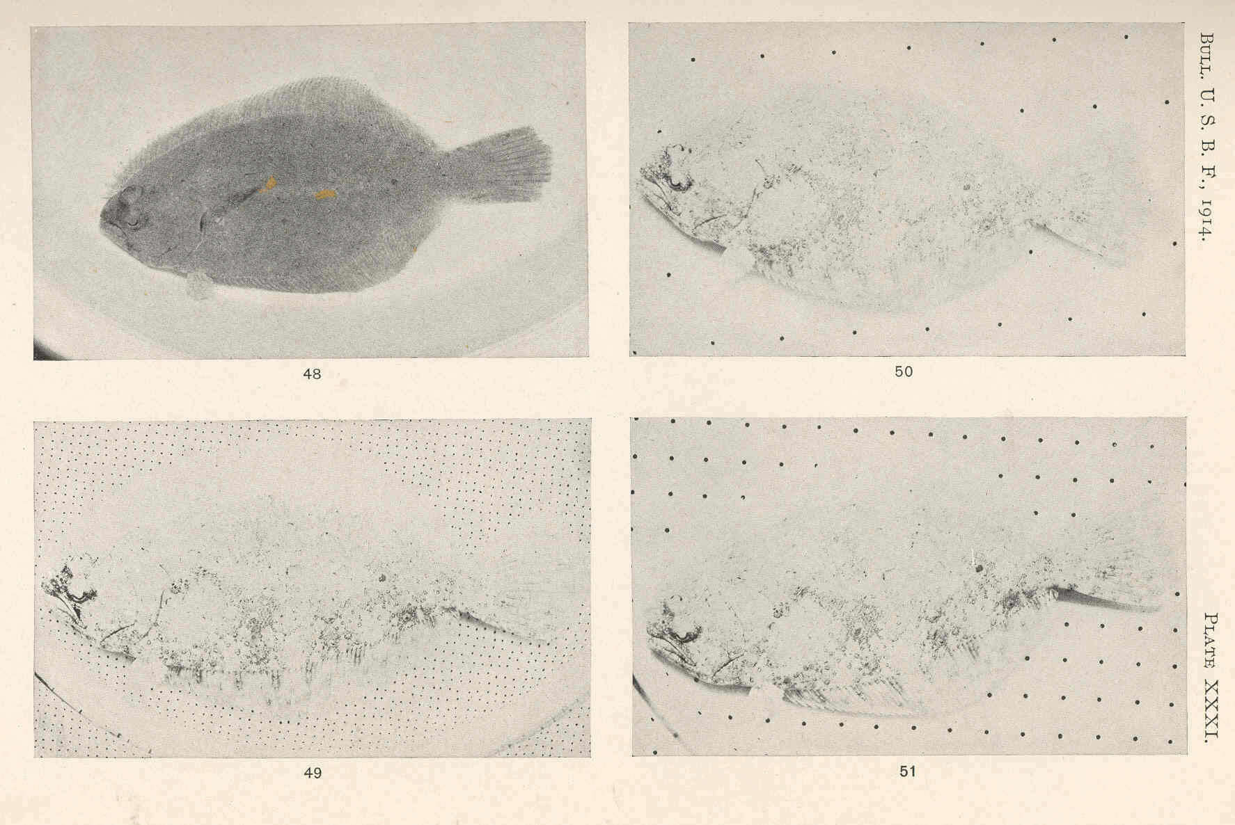 Plancia ëd Paralichthyidae