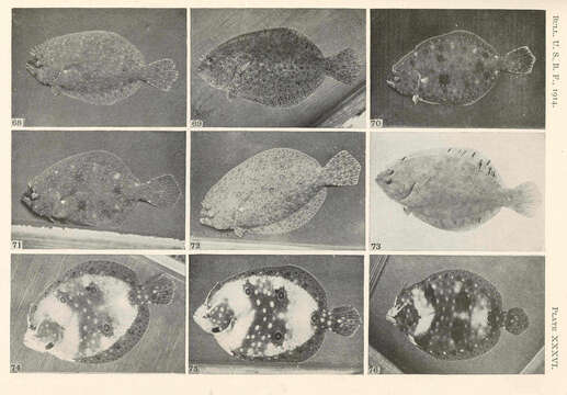 Plancia ëd Paralichthyidae