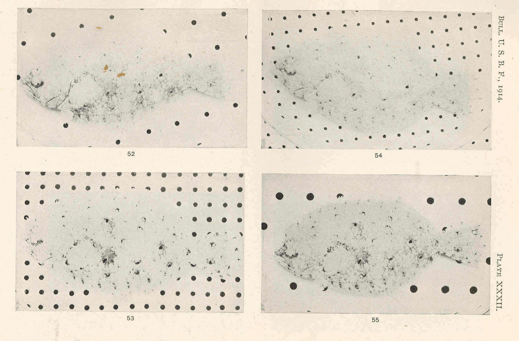 Plancia ëd Paralichthyidae