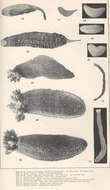 Image of Cucumaria de Blainville 1830
