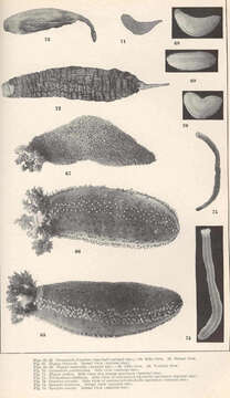 Imagem de Cucumariidae Ludwig 1894