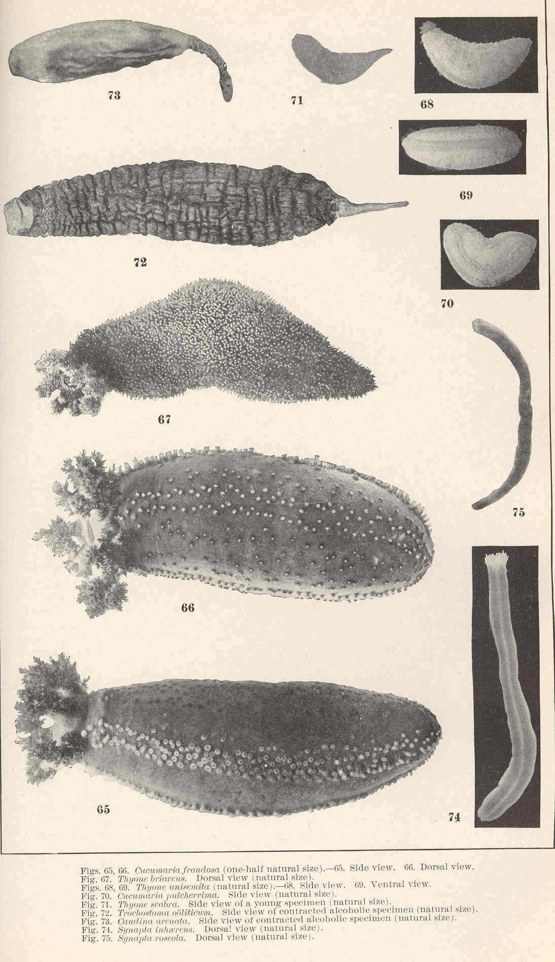 Image of cucumariid sea cucumbers