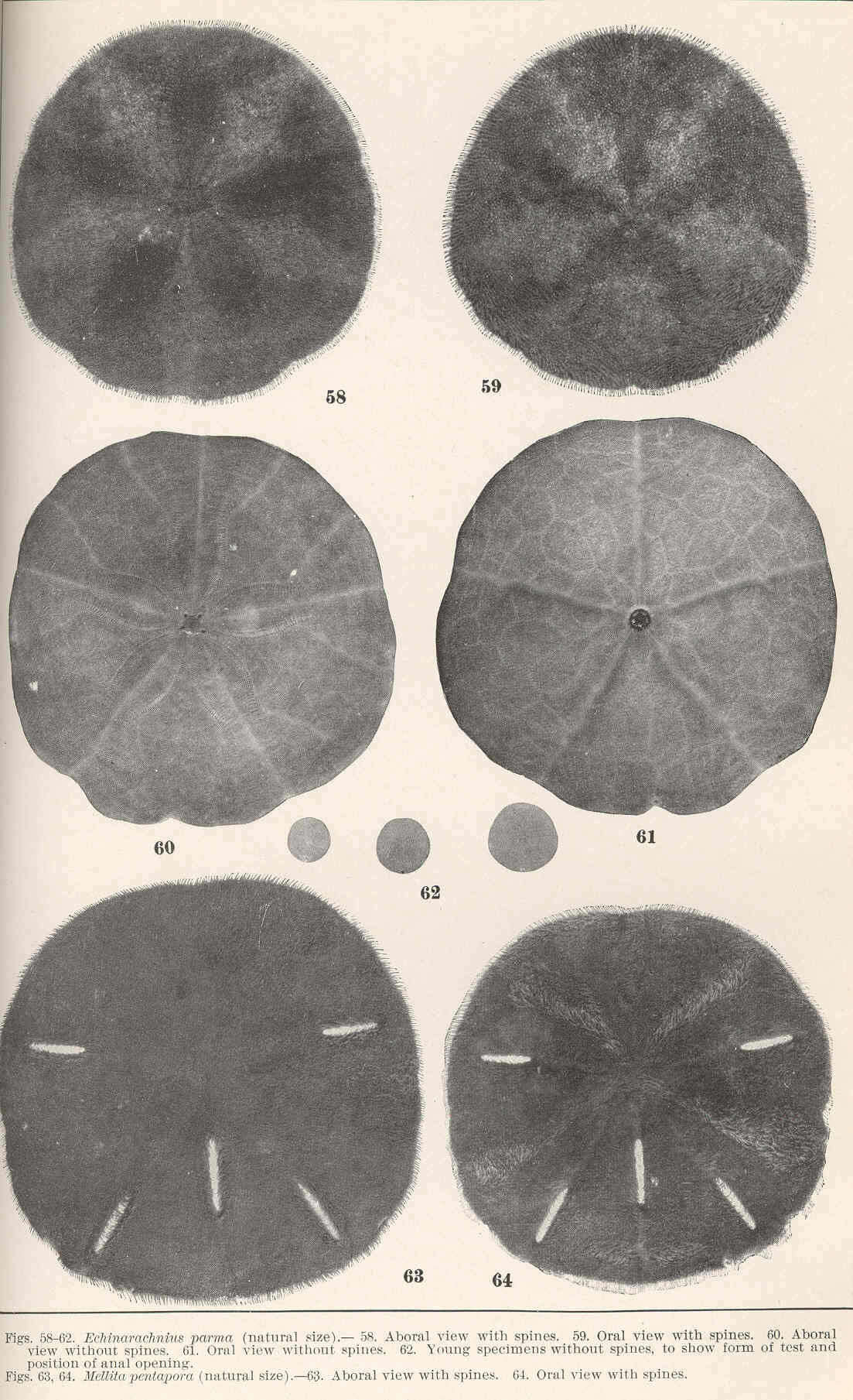 Image of Echinarachniidae Lambert ex Lambert & Thiéry 1914