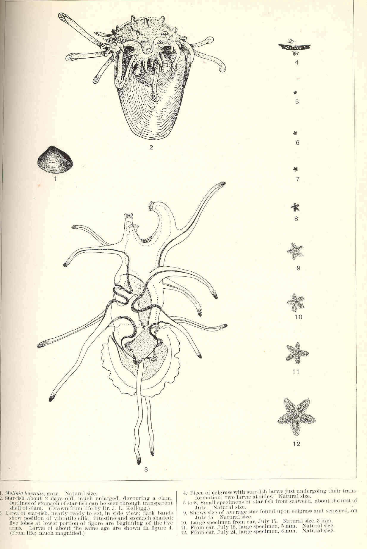Image of Mulinia Gray 1837