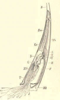 Image of Dentaliidae Children 1834