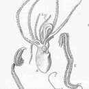 Image de Ocythoe tuberculata Rafinesque 1814