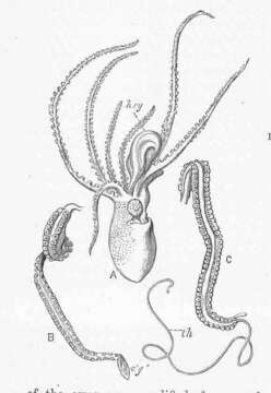 Image of Ocythoe Rafinesque 1814