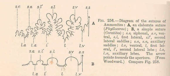 Image of Ammonites