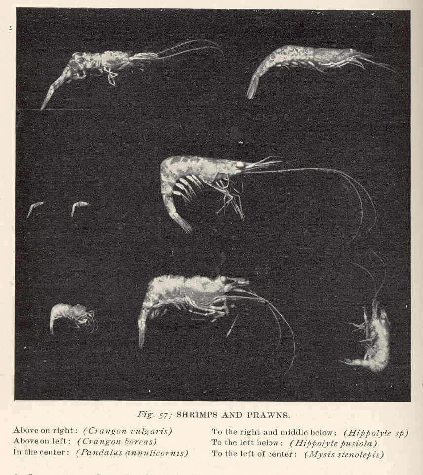 صورة Crangonoidea Haworth 1825