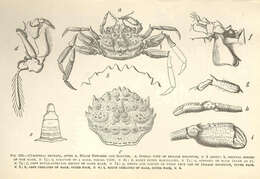 Image of Palicoidea Bouvier 1898