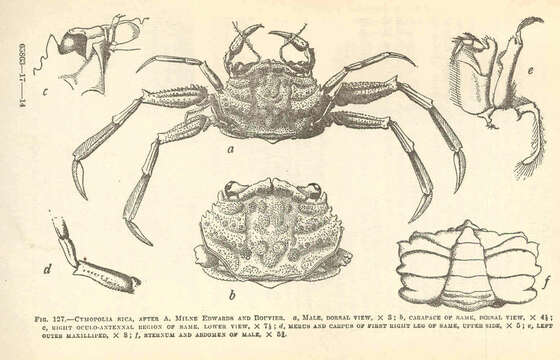 Imagem de Palicidae Bouvier 1898