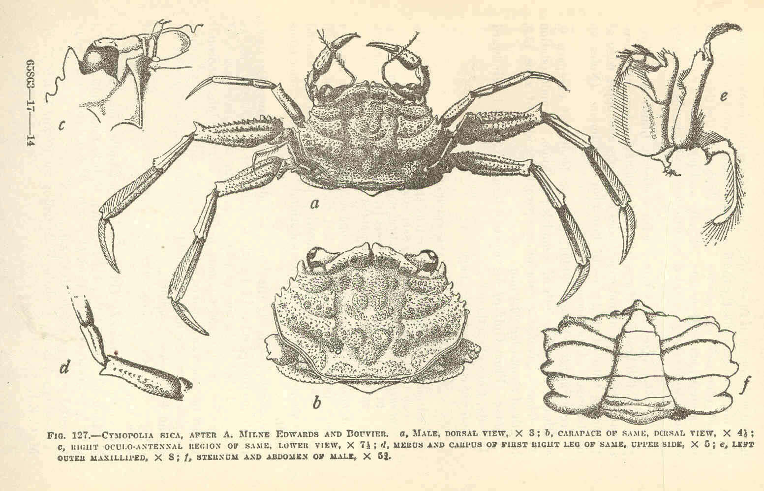 Image of Palicoidea Bouvier 1898