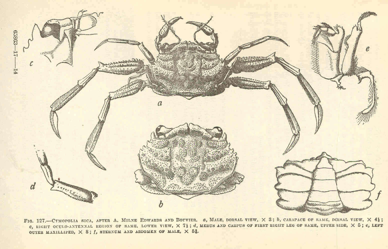 صورة Palicoidea Bouvier 1898