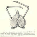 Image of Encephaloides armstrongi Wood-Mason ex Wood-Mason & Alcock 1891
