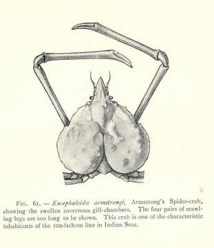 Encephaloides Wood-Mason ex Wood-Mason & Alcock 1891 resmi