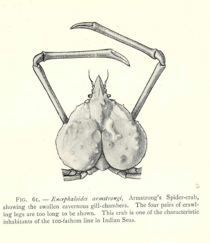 Image of Inachidae MacLeay 1838