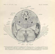 Слика од Nephropoidea Dana 1852