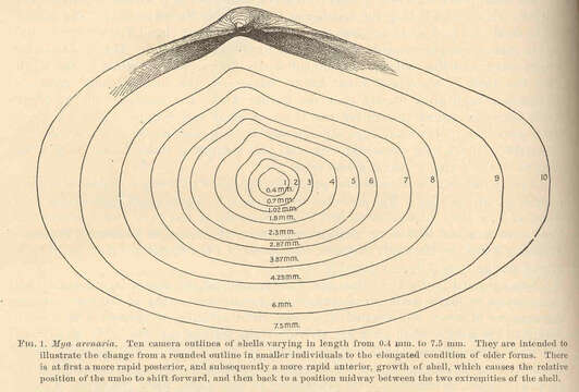 Image of Mya Linnaeus 1758