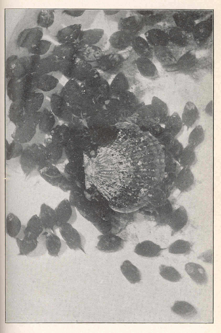 Image of nassa mud snails