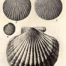 Imagem de Patinopecten caurinus (Gould 1850)