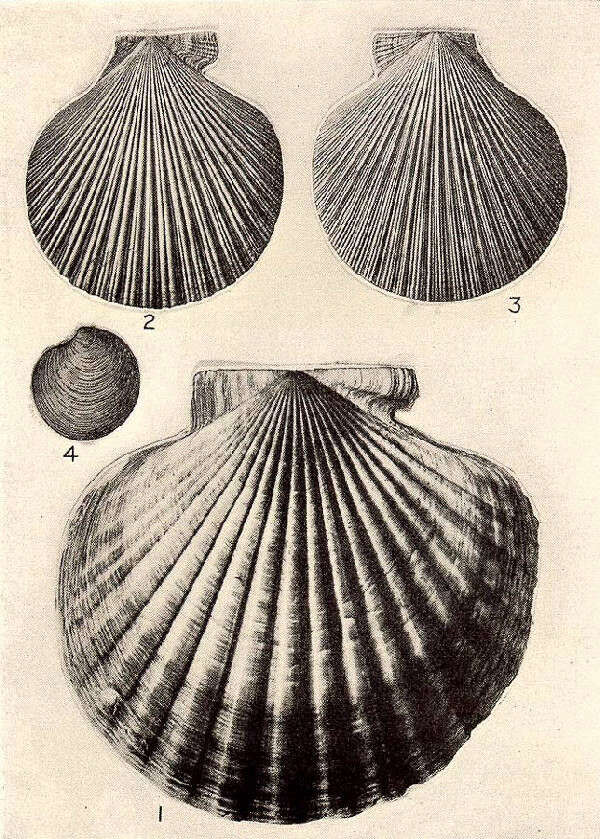 Image of Pectinida Gray 1854