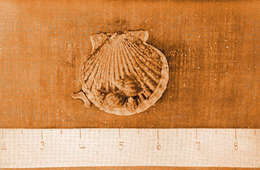 Image of Urosalpinx Stimpson 1865