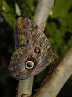 Image of Caligo eurilochus Cramer 1776