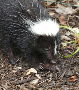 Image of Striped Skunk