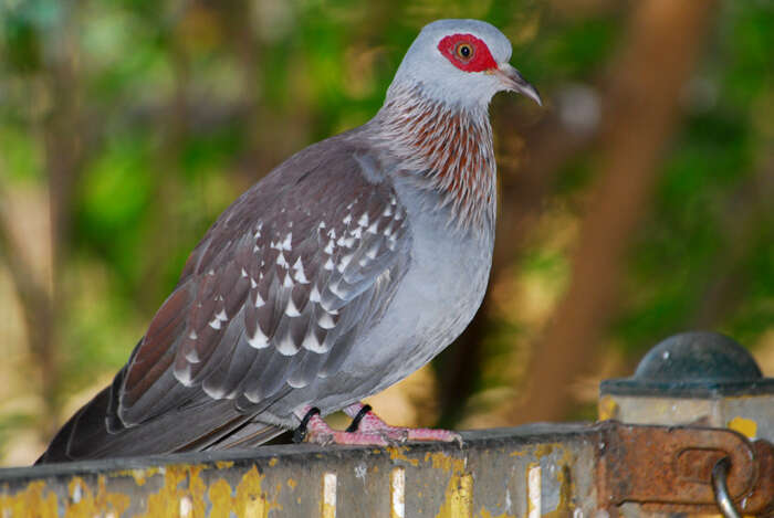 Image of Speckled Pigeon