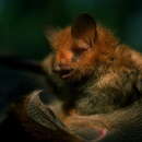 Image of round-eared tube-nosed bat