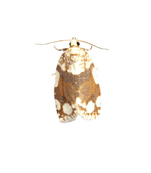 Слика од Argyrotaenia quercifoliana Fitch 1858