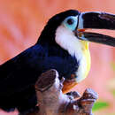 Image de Toucan ariel