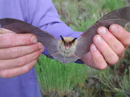 Image of Fringed Myotis