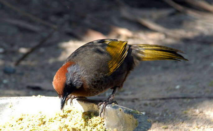 صورة <i>Garrulax erythrocephalus</i>