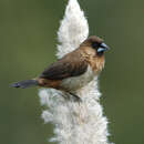 Image of White-rumped Munia