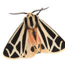 Image of Harnessed Tiger Moth