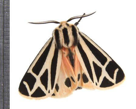 Image of Harnessed Tiger Moth