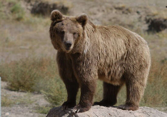 Imagem de Urso-pardo