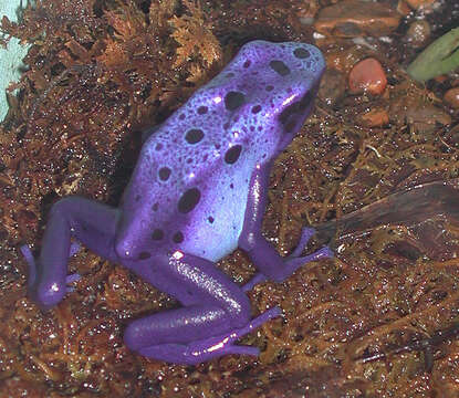 Image of Dyeing Poison Frog