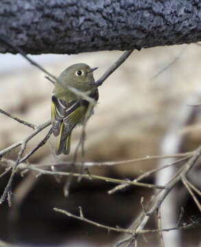 Image of Ruby-Crowned Kinglet