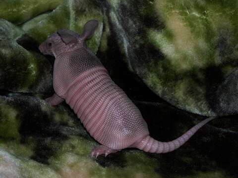 Image of Nine-banded or Greater Long-nosed Armadillo