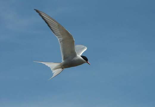 Image of Arctic Tern