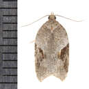 Acleris macdunnoughi Obraztsov 1963的圖片