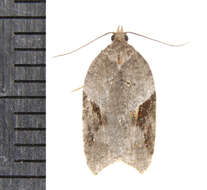 Image of Acleris macdunnoughi Obraztsov 1963