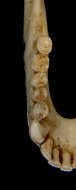 Image of Saddle-back tamarin