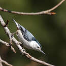 Image of White-breasted Nuthatch